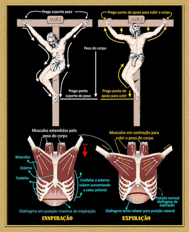anatomia